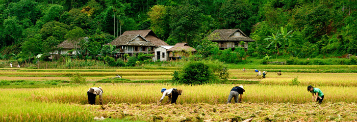 Người dân ở Mai Châu thu hoạch lúa chín.